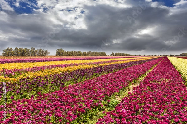 Obraz Heavy rain clouds over field