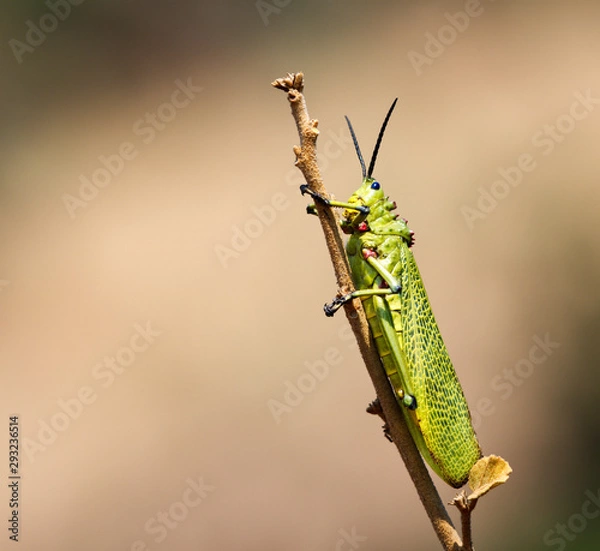 Fototapeta locust
