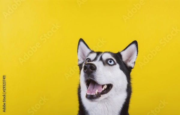 Fototapeta Funny bi-eyed husky dog wait dog treats on the yellow background. Smiling dog is wait for food.