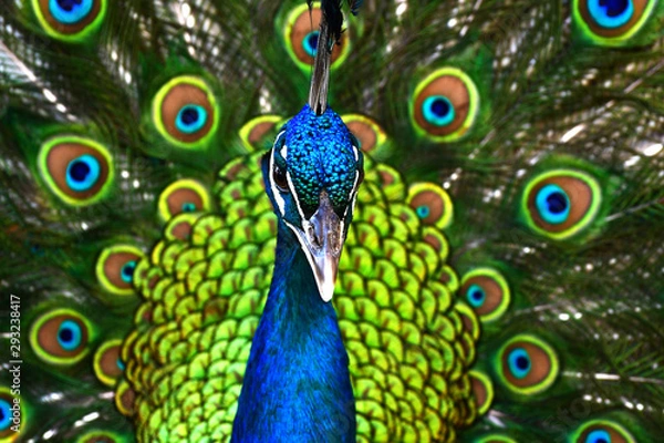 Fototapeta peacock with feathers out