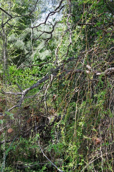 Obraz Drzewa i pnącza