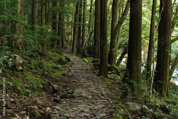 Fototapeta 滑床渓谷　遊歩道