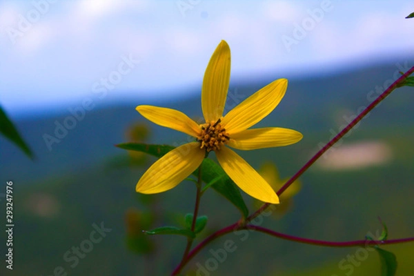 Obraz Drop of Sunshine