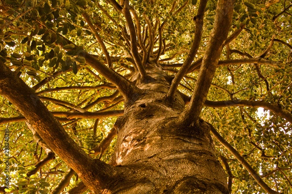 Obraz Bark is Worse Than it's Bite