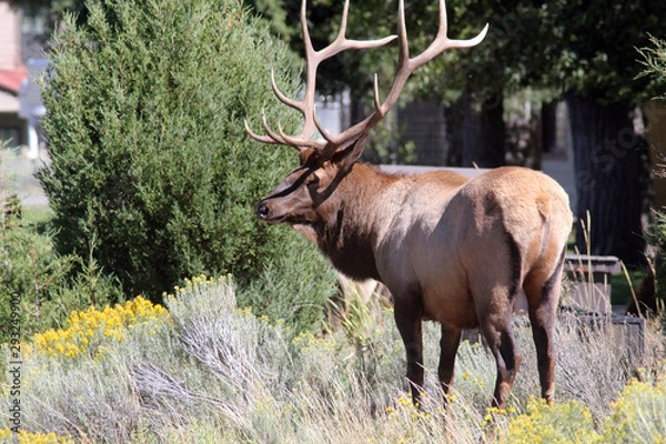 Obraz Bull Elk