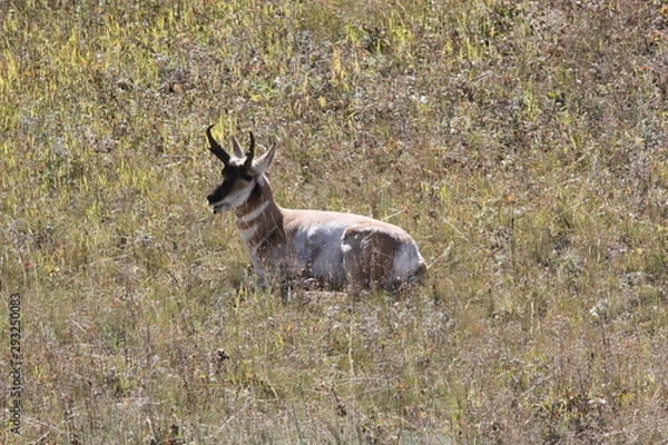 Obraz Antylopa / Widłoróg