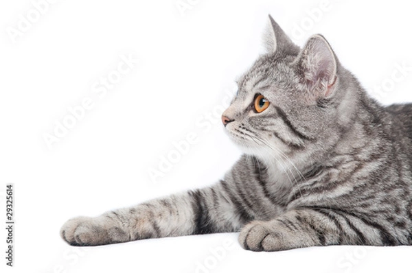Obraz Isolated grey cat