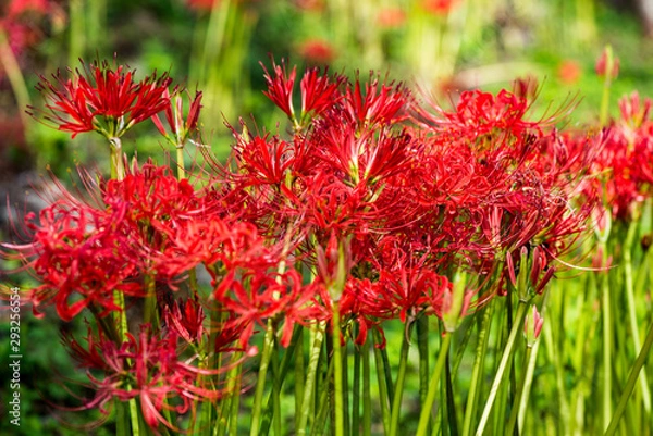 Fototapeta 風の郷公園の彼岸花