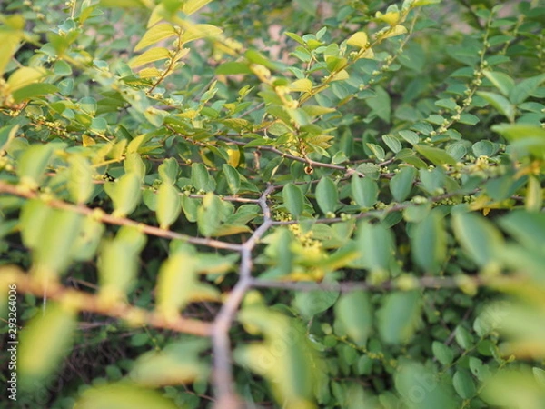 Obraz OLYMPUS DIGITAL CAMERA