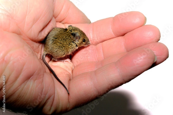 Obraz house mouse (Mus musculus) on white background