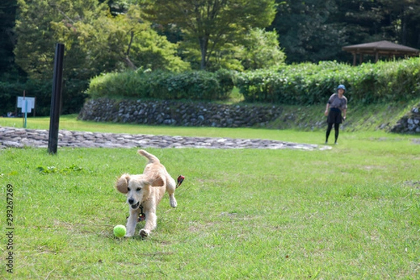 Obraz 那須疎水公園_ゴールデンレトニエル