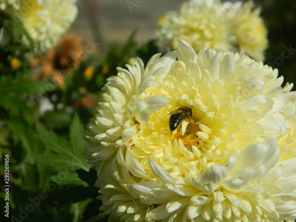 Obraz bee on yellow chrysanthemum
