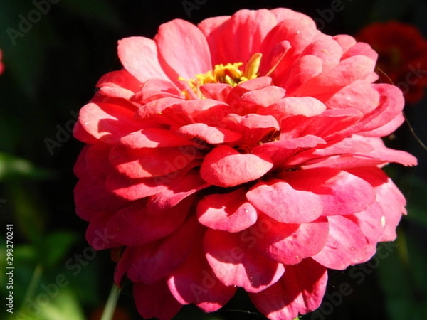 Obraz  zinnia graceful
