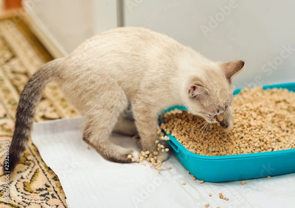 Obraz kitty digging in cat litter