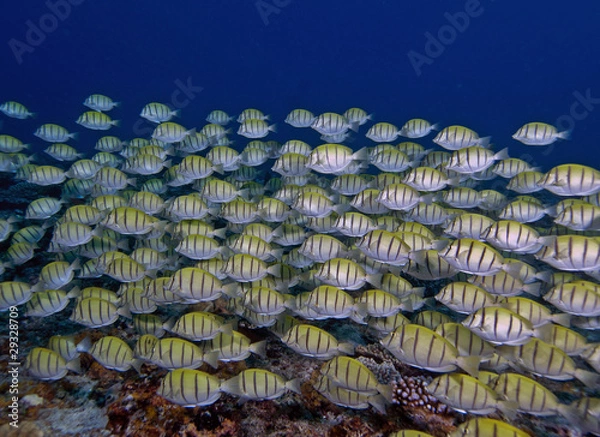 Obraz banc poissons 3