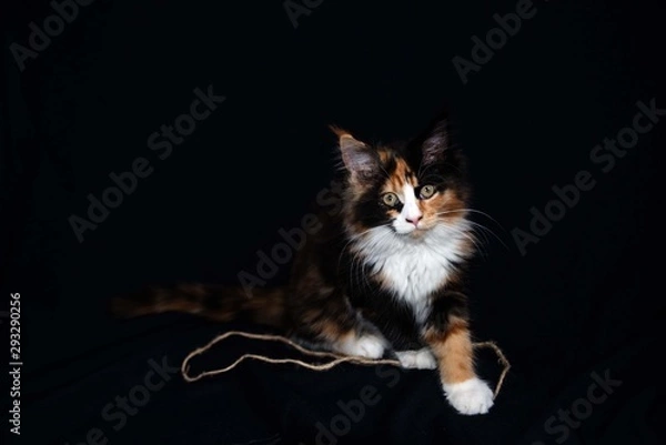 Obraz Glücks Kätzchen