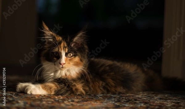 Obraz Glücks Kätzchen