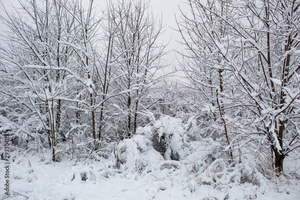 Obraz  Snow blizzard and snowfall. Beautiful winter snowy landscape in a city park. Winter in the forest. New Year landscape. Fresh snow on the trees.