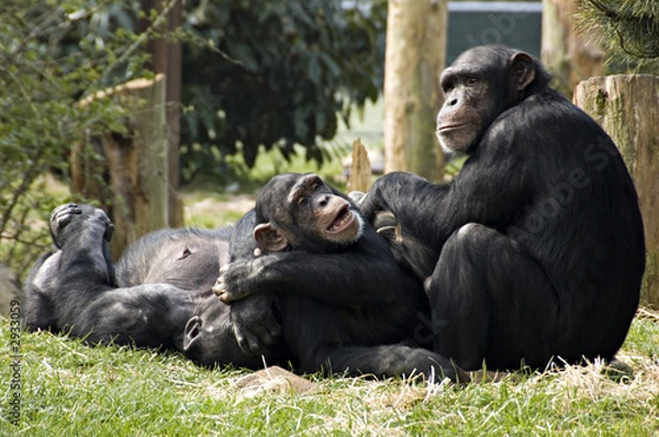 Obraz monkey business