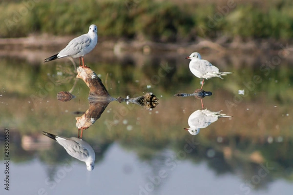 Obraz Mirrored nature