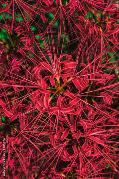 Fototapeta 彼岸花