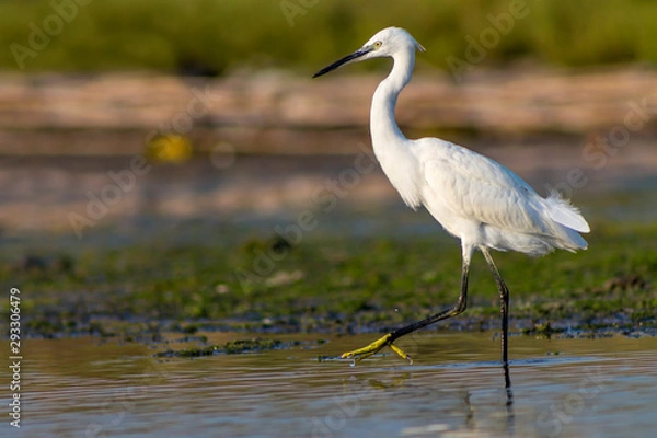 Obraz Egret in step