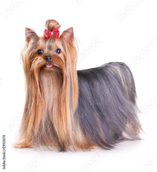 Fototapeta Yorkshire Terrier