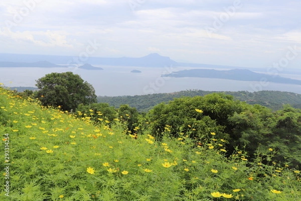 Fototapeta 花　自然