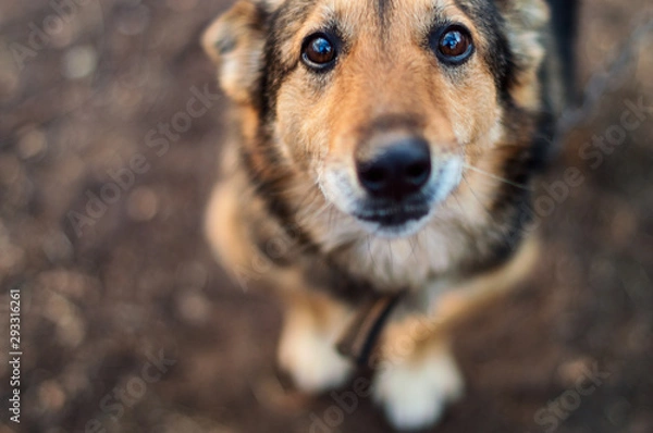 Fototapeta Homeless abandoned stray dog ​​with very sad smart eyes