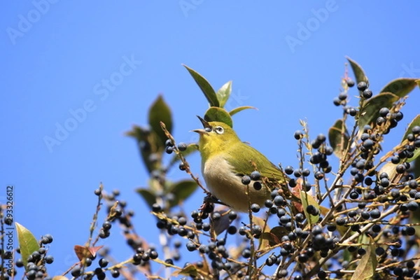 Obraz 実を食べるメジロ