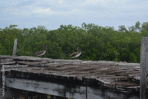Obraz Pelikan sian ka'an