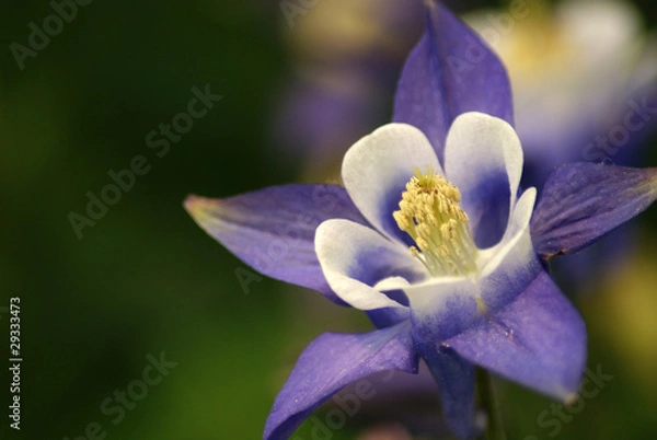 Obraz Columbine