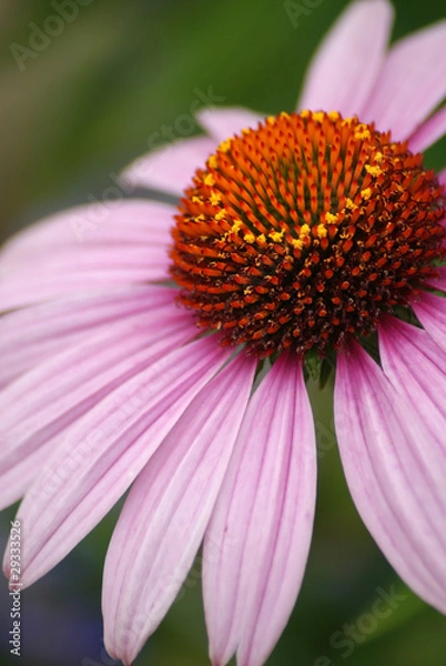 Obraz Pink Coneflower