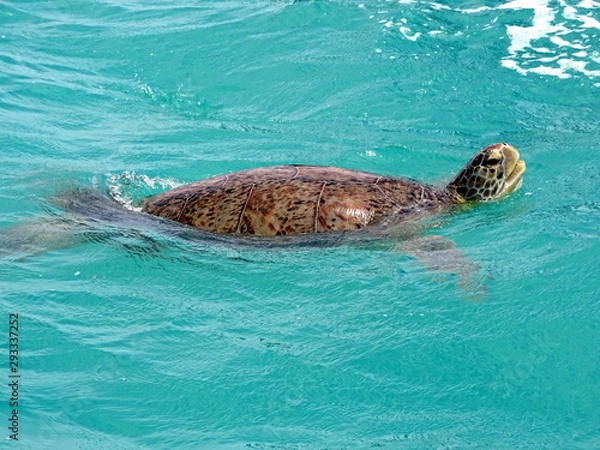 Obraz Schildkröte Turtle 