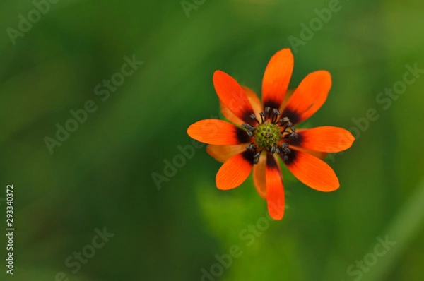 Fototapeta Sommer-Adonisröschen oder Sommer-Teufelsauge