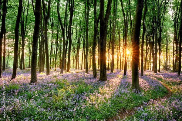 Obraz Ścieżka leśna Bluebell o wschodzie słońca