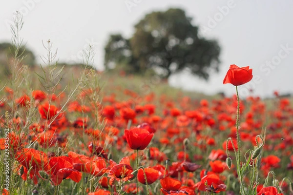 Obraz Wild red poppies in the springtime countryside