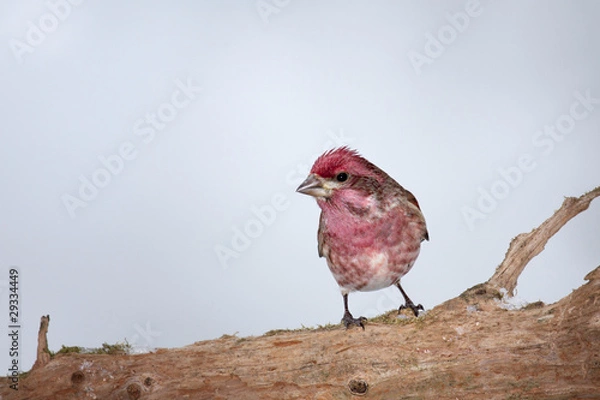 Obraz Male House Finch on limb