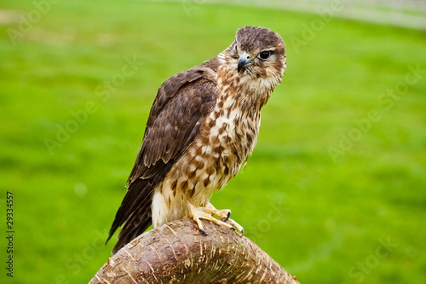 Fototapeta merlin on a branch