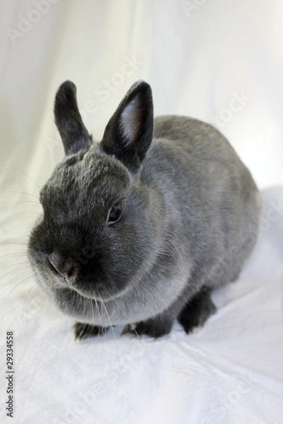 Fototapeta Rabbit portrait