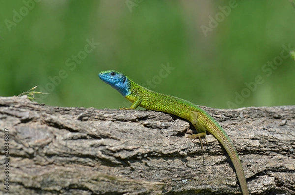 Fototapeta Östliche Smaragdeidechse