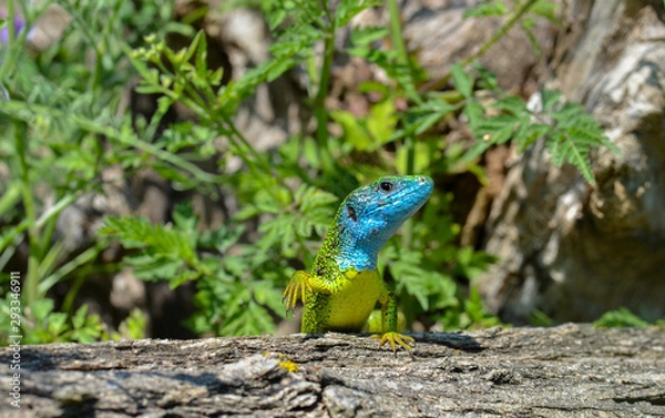 Obraz Smaragdeidechse