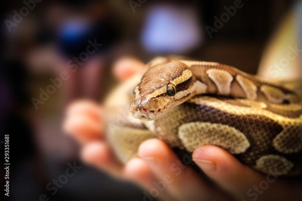 Obraz python on female hands