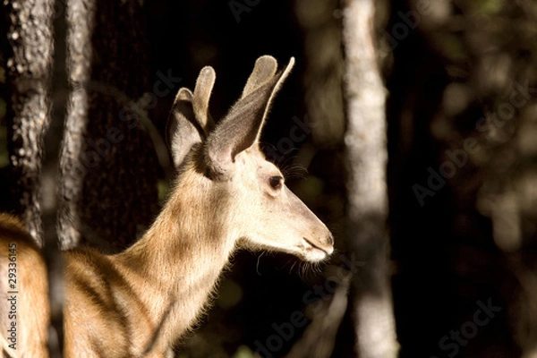 Fototapeta Deer Buck