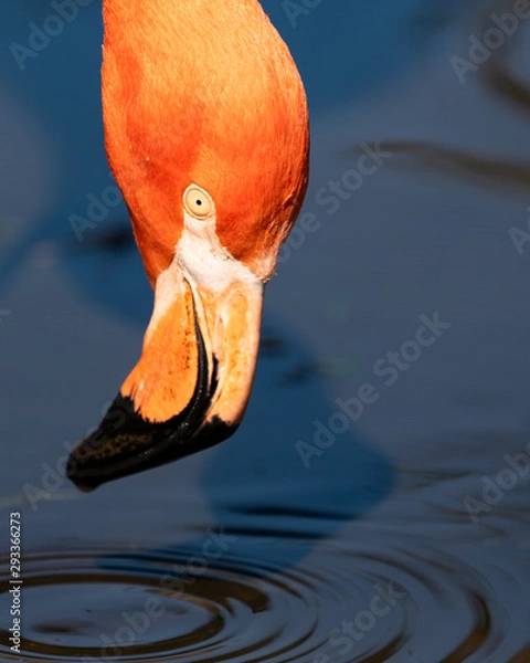 Obraz flamingo portrait drinking