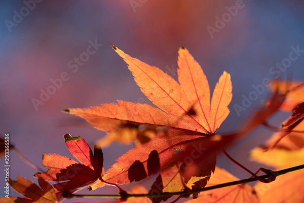 Obraz fall leaves colors