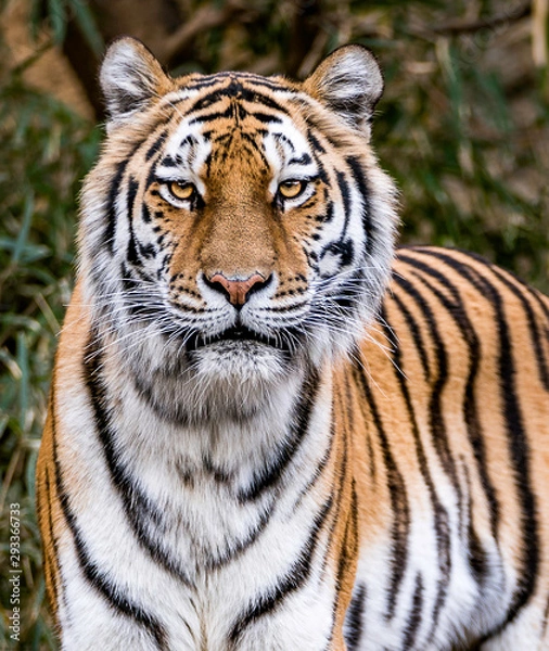 Fototapeta tiger portrait