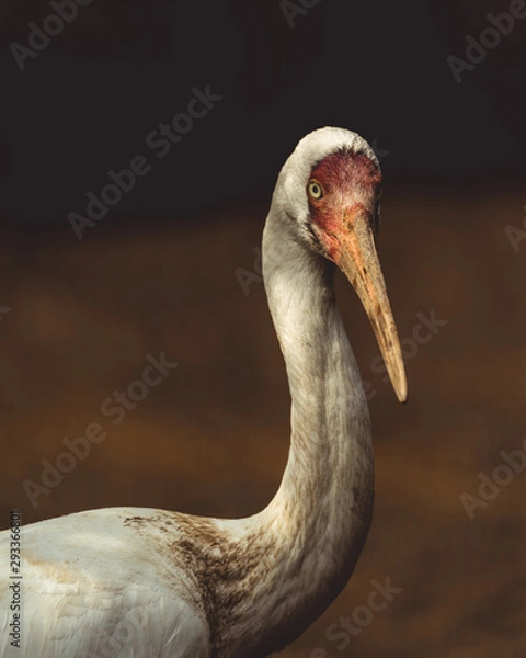 Obraz pelican portrait bird