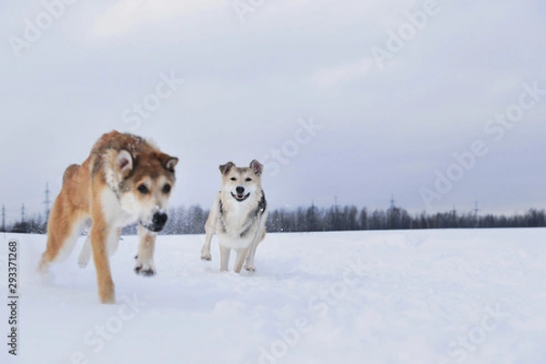 Fototapeta View at two dogs playing and running to each other in a meadow.