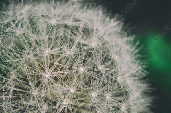 Fototapeta Closeup of a dandelion in drops of morning dew